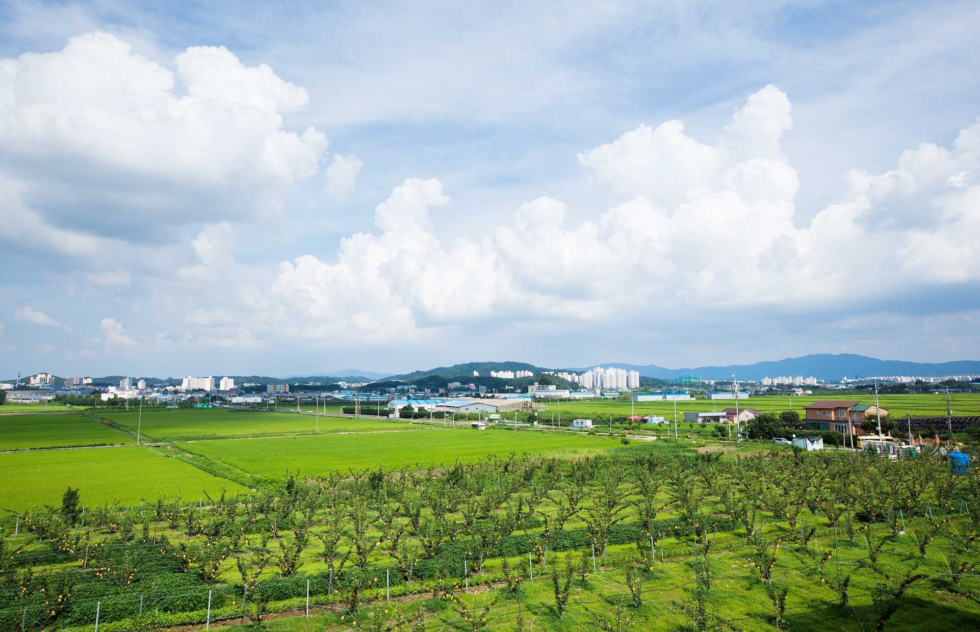 數(shù)字鄉(xiāng)村解決方案